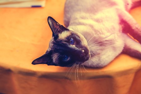gray cat lying down on table photo