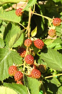Berry vitamins prickly