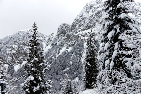 snow-covered tall trees at daytime photo