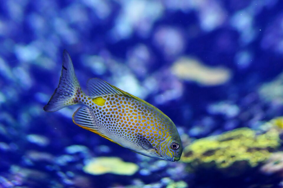 Coral underwater world neon blue photo