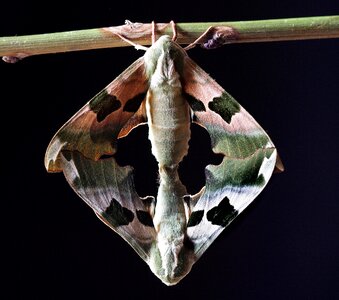 Sphingidae wings hawk-moths