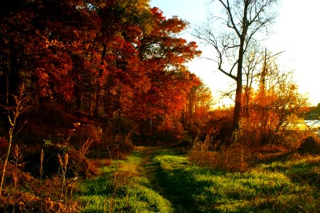 Golden, Sunset, Green