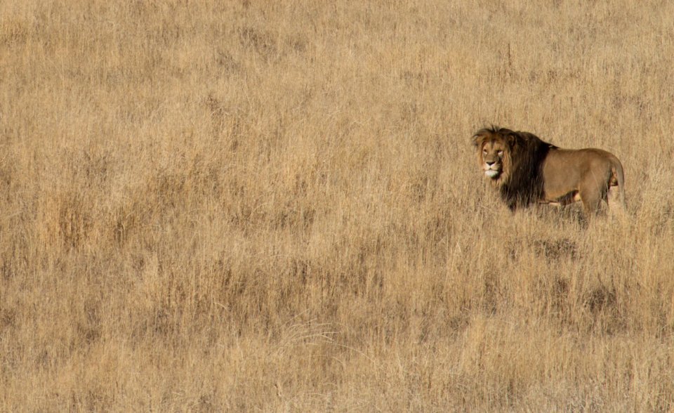 The wild animal sanctuary, Keenesburg, United states