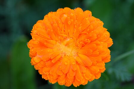 Raindrop bloom summer flower photo