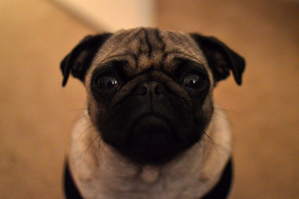 Raleigh, United states, Dog