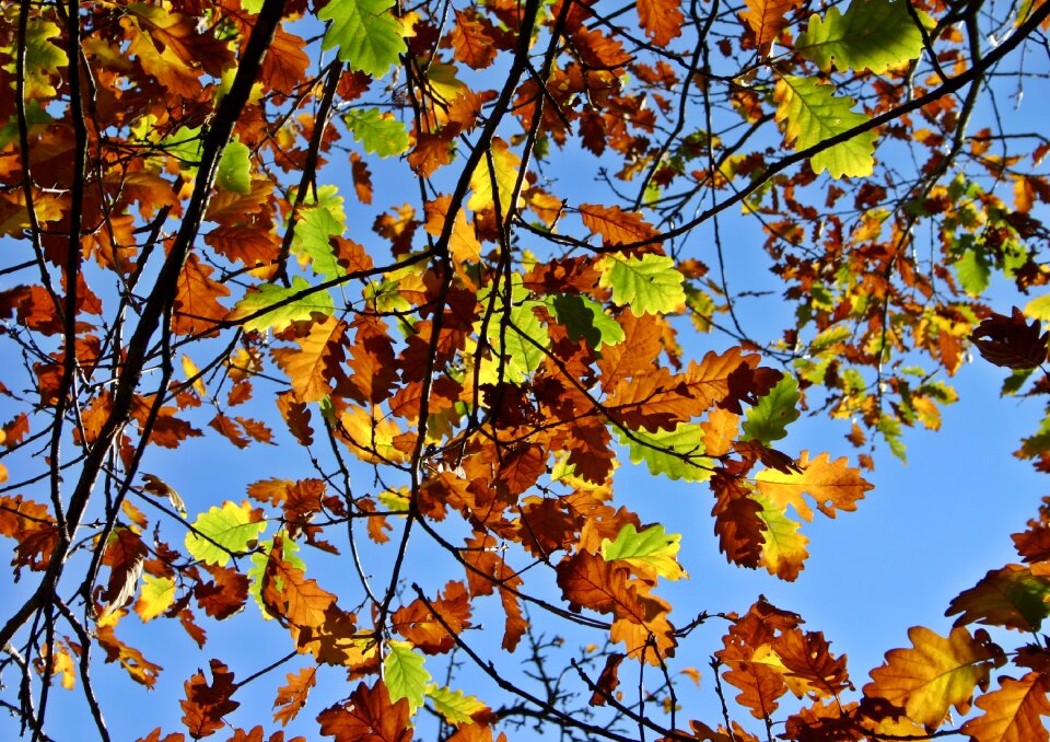 Leaves tree colorful