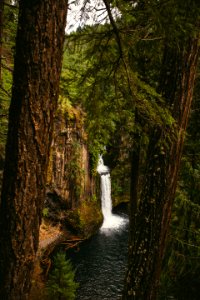 Oregon, United states, Trees photo
