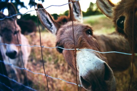 three brown donkeys inside gray metal chain fence photo