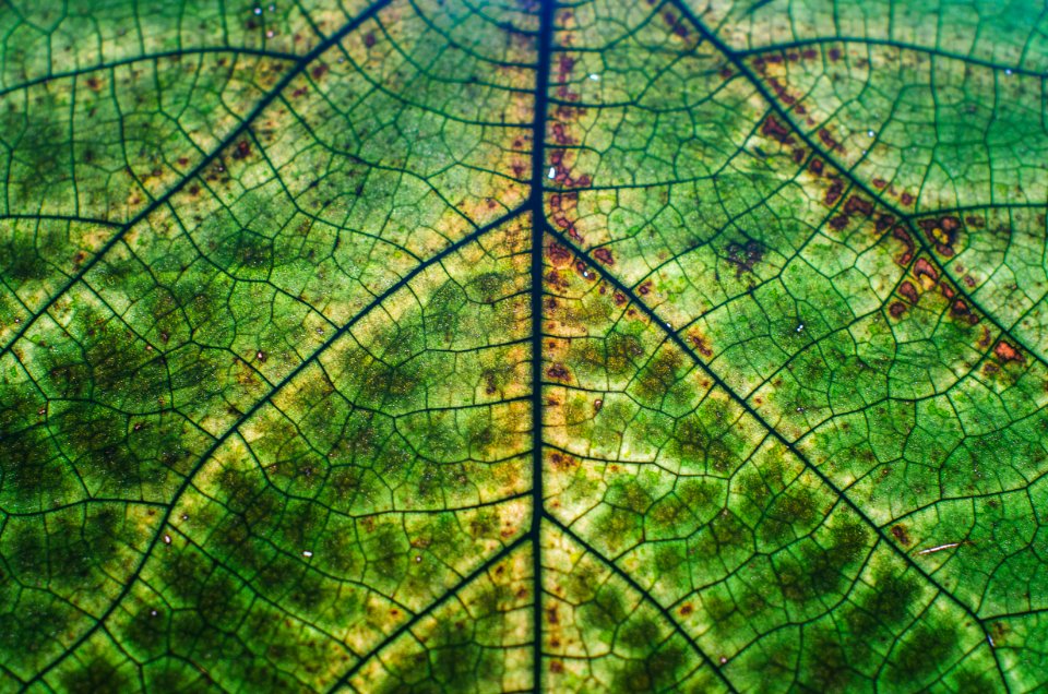 Nature, Plant, Structure