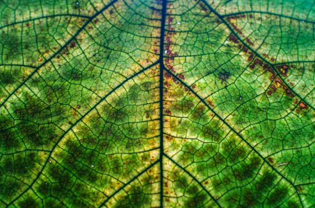 Nature, Plant, Structure