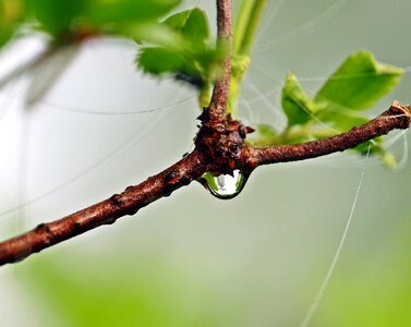 Branch water raindrop photo