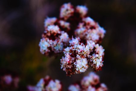 Closeup, Trees, Flower