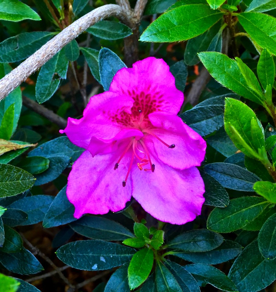 Carmichael, United states, Spring