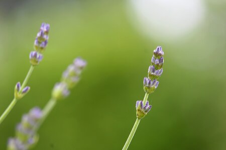 Lavender green lavender flowers photo