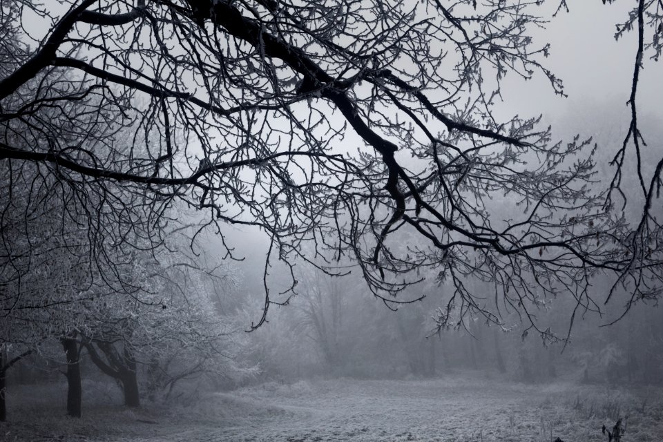Fru ka gora, Forest, Winter