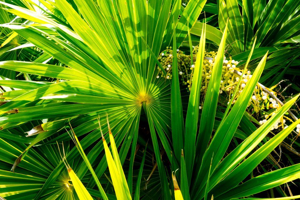 Tulum, Mexico, Nature