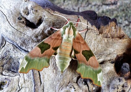 Sphingidae wings hawk-moths photo