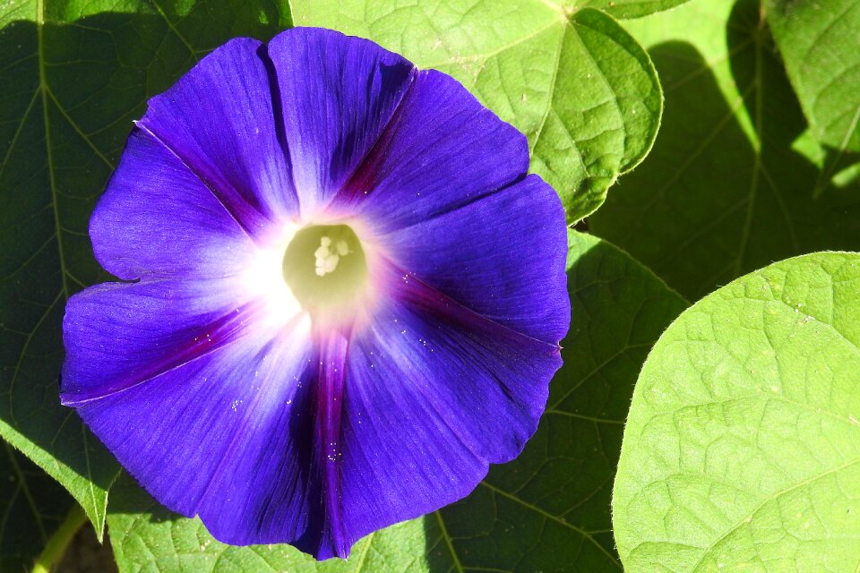 Blue blossom blossom bloom
