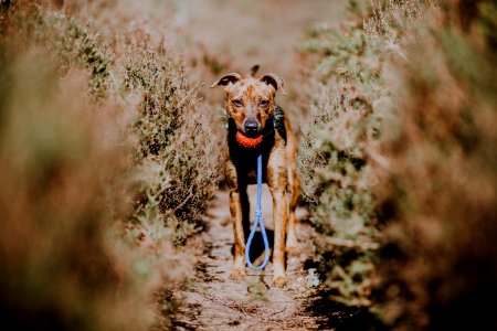 shallow focus photography of brown dog photo