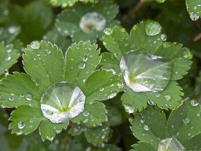 Beaded leaf green plant