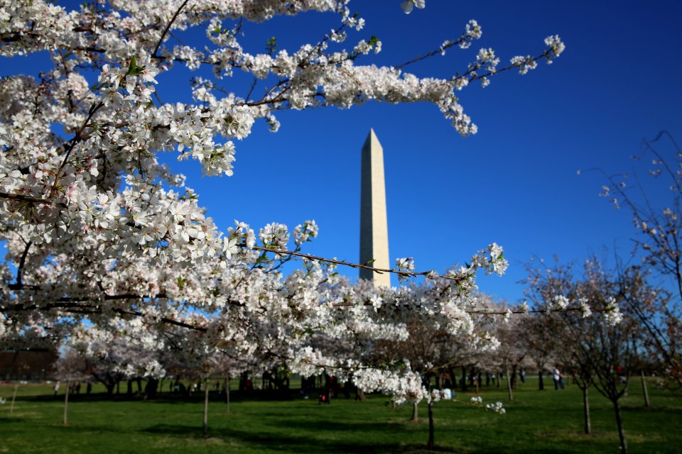 Washington, United states, White