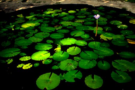 Fiji, Flower, Lily pad