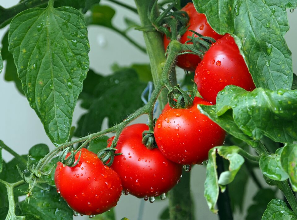 Rain vegetables eat photo