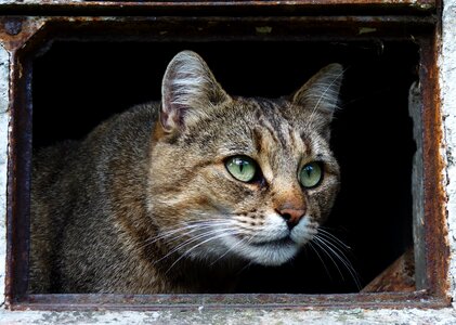 Tomcat fur animals