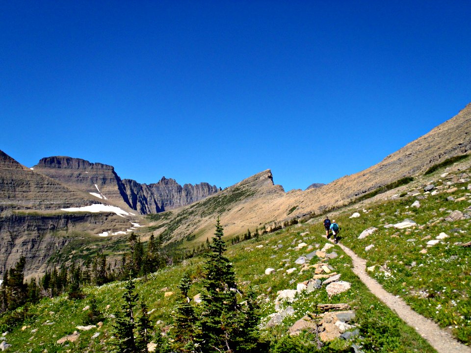Piegan mountain, United states, Trees