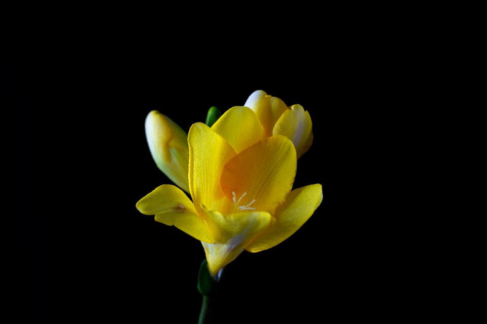 Bloom spring close up