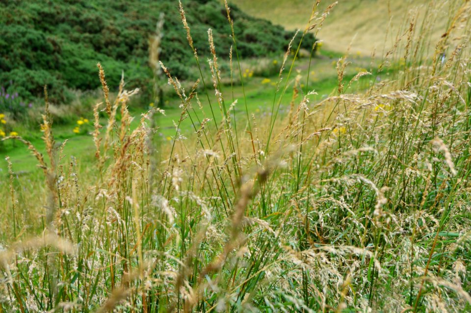 Wind, Grass, Field