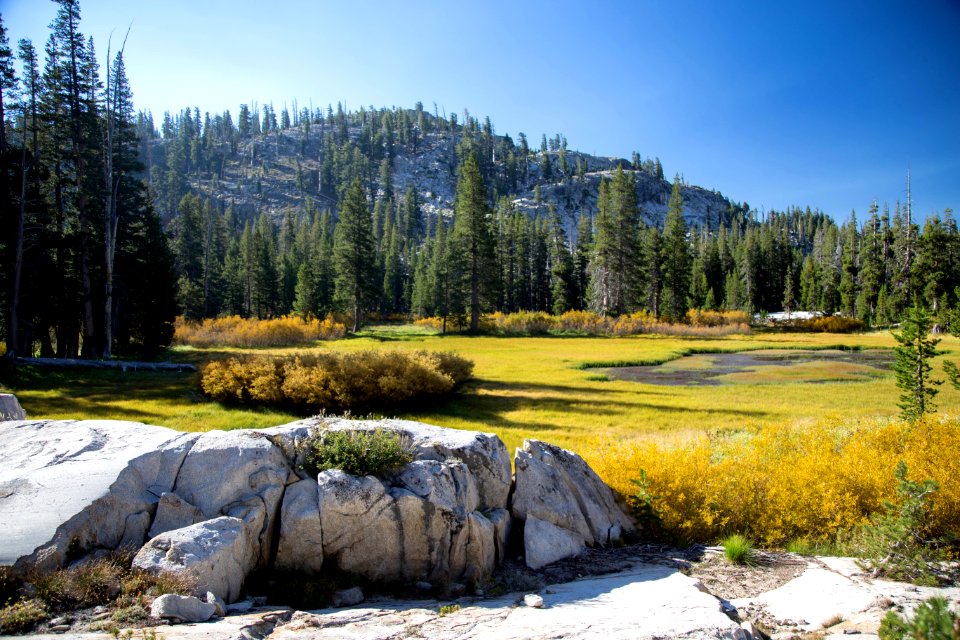 photo of tall green trees within mountain range