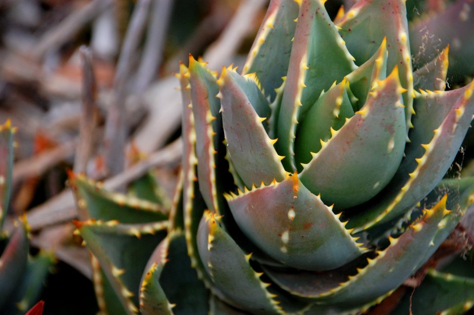 San diego, United states, Spikey