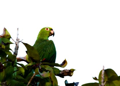 Sunlight, Parrot, Birds