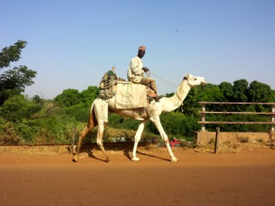 Sokoto, Nigeria, Camel photo