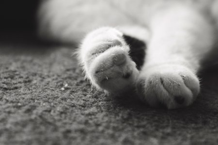Cute, Black, White