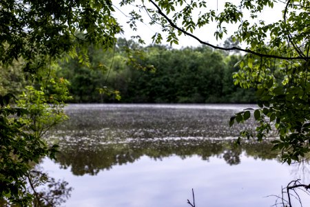 Trees, Nature, Kentucky