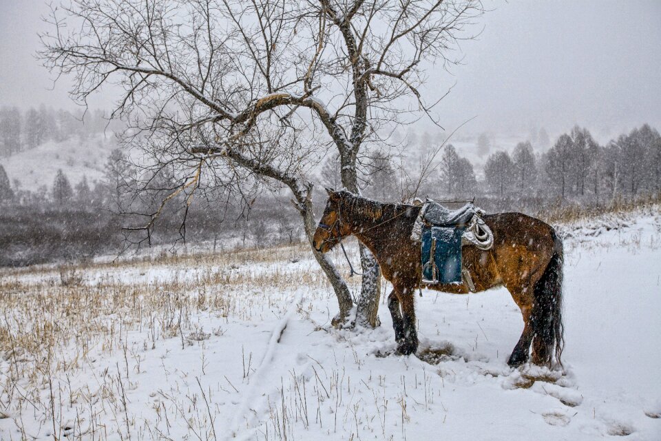 Patience bogart village mongolia