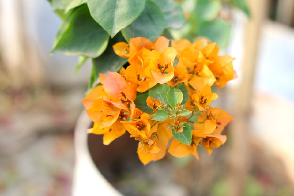 Garden, Yellow flower, Flower