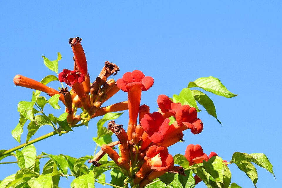 Red plant nature