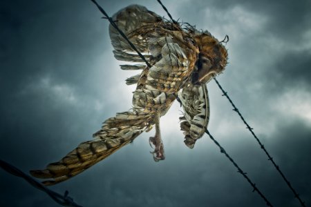 Raton, United states, Barbed wire