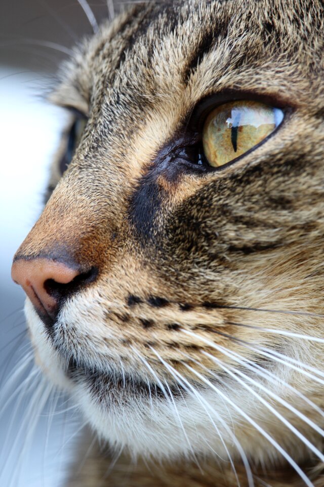 Cat face cat nose pet