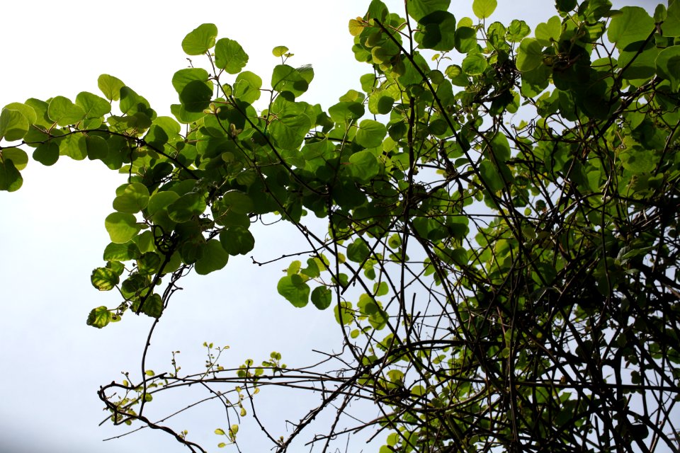 Sky, Garden, Tree
