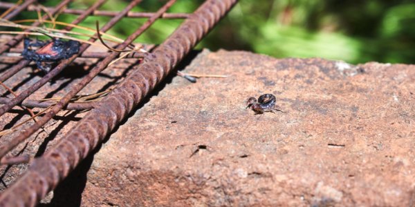 Los  ngeles, Chile, Arachnida