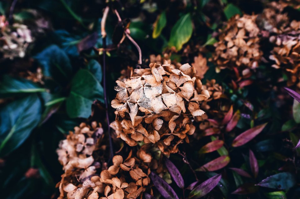 brown petaled flower