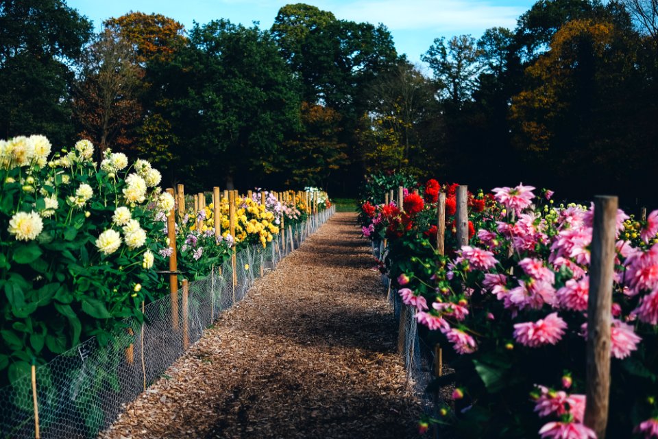 assorted-color bed of flowers