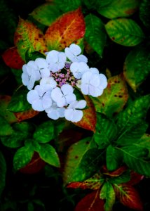white petaled flower