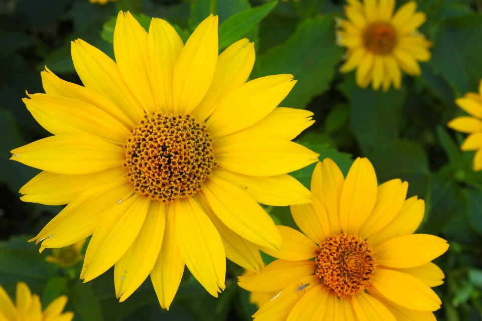 Flower blossom bloom