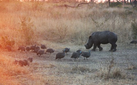 flock of birds near rhino