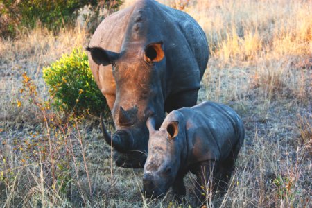two brown rhinos